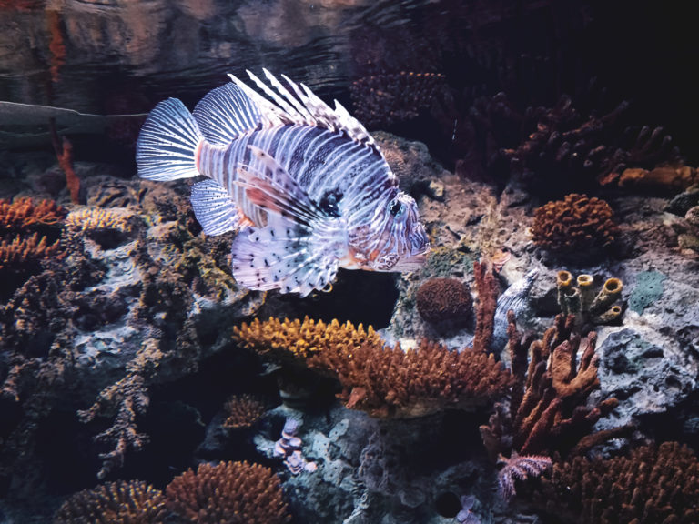 poisson coloré oceanario lisbonne