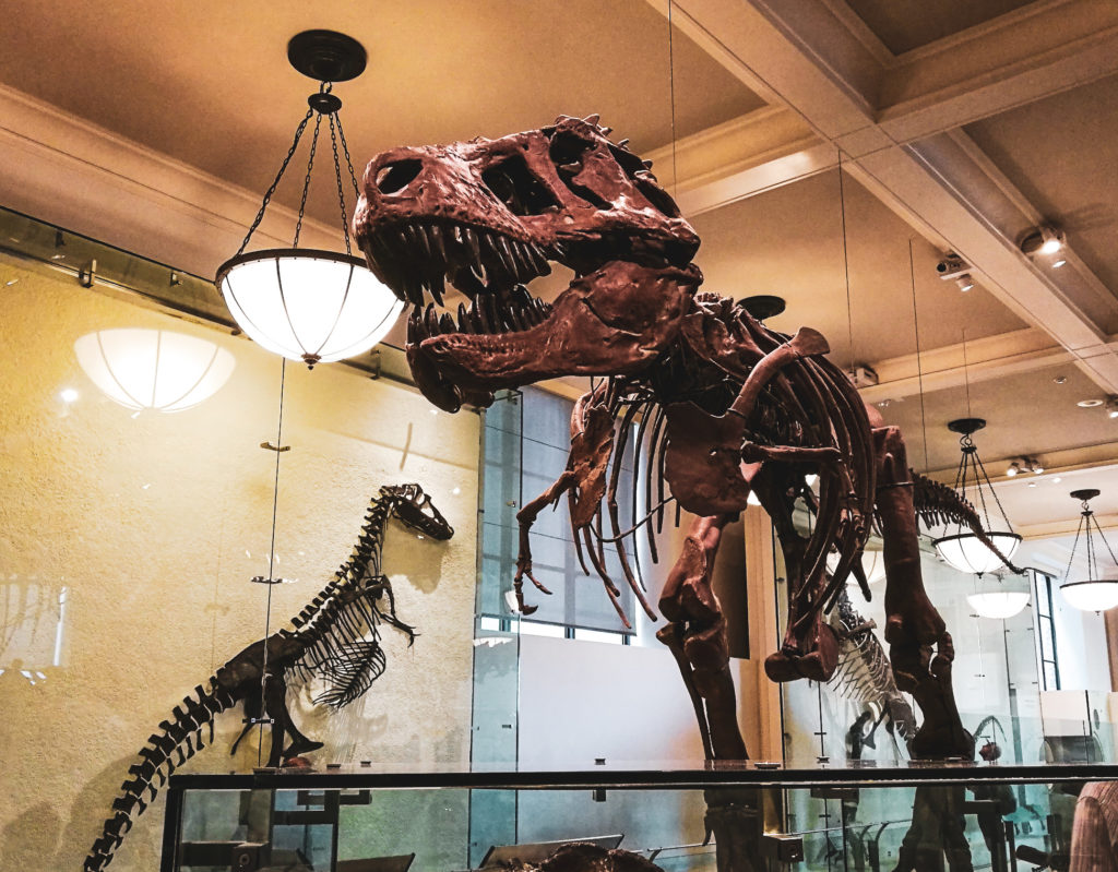 dinosaure american museum of natural history new york