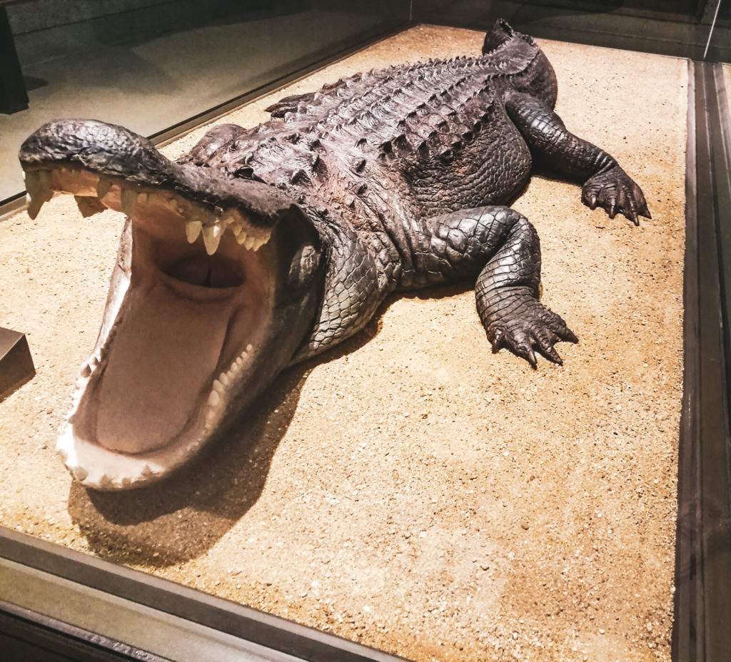 american museum of natural history crocodile new york