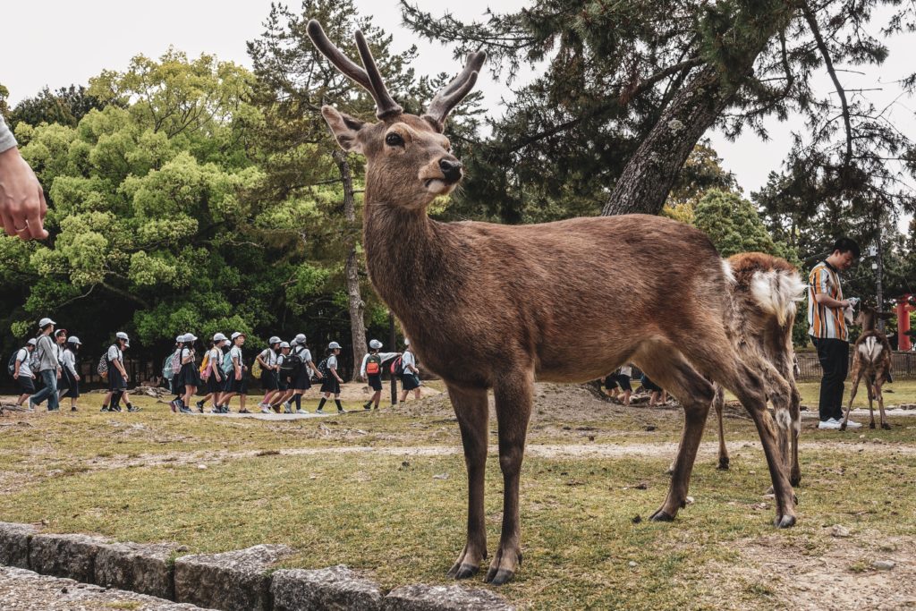 Découvrir les environs de Tokyo- Nara